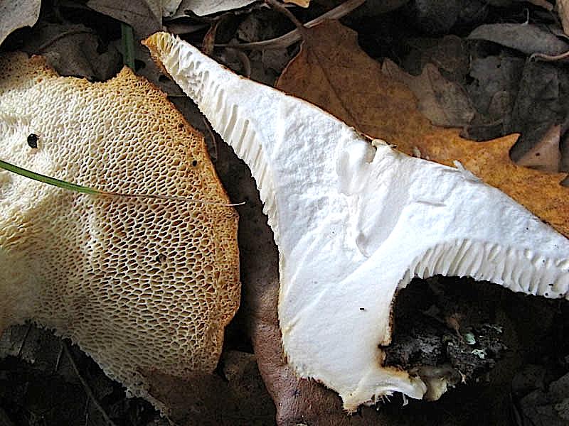 Polyporus tuberaster da confermare (P. tuberaster)
